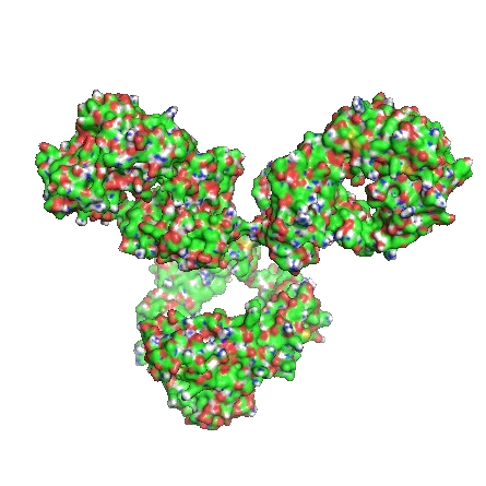 Antibody